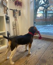 dogsland GmbH Bild 3