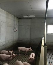 Premel Cabic image 13