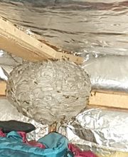 Kammerjäger Gebr. Lehmann Bild 1