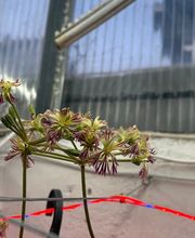 Ralf Paul Pelargonien (Para's) Bild 10
