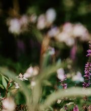 Dietz Gartenbau GmbH Bild 9