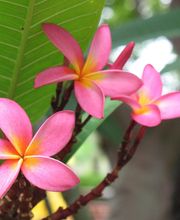 Fleur des Tropiques image 13