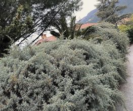 YAJ'GARDEN image 9