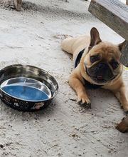 SurfSide Dog LLC image 5