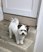 Armelle Toiletteuse Chiens Et Chats image 1