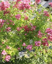 Elztal Gartenbau Bild 39