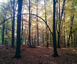 FriedWald Mühlenbecker Land Bild 8