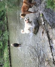 Lucky-Pets-Munich Bild 1