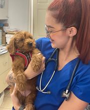 Lincoln Avenue Cat & Dog Hospital image 13