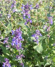 Staudengärtnerei David Müller Bild 52