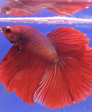 pez-rojo-02-g.jpg