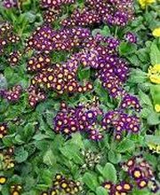 LANDI Val-de-Ruz Bild 10