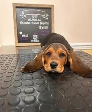 Brookhill Animal Hospital image 19