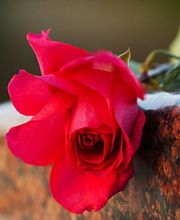 POMPES FUNEBRES MARBRERIE LAOT image 2