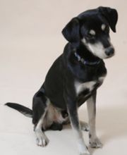 4-Beinerphysio - Tierphysiotherapie - Osteopathie Susanne Bender Bild 1