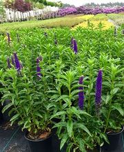 Wilhelm Kruse Baumschule Bild 2