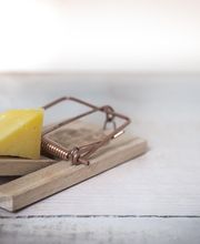 Schädlingsbekämpfung Stöckler Bild 1