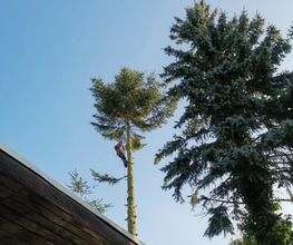 Bernhard Hermsdorf Baumfällungen Bild 4