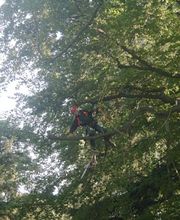 Berliner Baum Team GmbH Bild 2