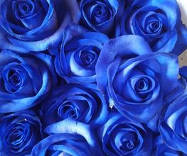 Fayence Fleurs image 6