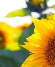 Spitex Regio Laufenburg (Laufenburg, Sulz, Etzgen, Mettau, Oberhofen, Gansingen, Wil, Hottwil) Bild 4