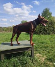 Animal mon ami Dididog image 2