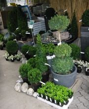 Rodigari Gartencenter Bild 3