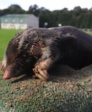 Taup'green 27 image 1