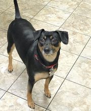 Taylor Animal Hospital of Parkville image 6
