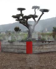 Jardin école bio image 3