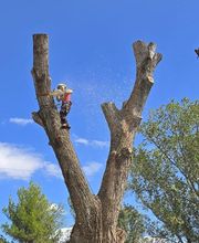 O COEUR DES CIMES image 6