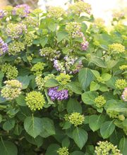 Elztal Gartenbau Bild 50