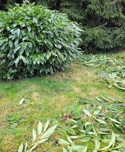 Mahrer Gartenbau GmbH Bild 1