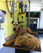 Hundesalon Adonis GmbH Bild 1