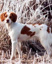 KYNOS - JORIS LOEFF Éducateur comportementaliste canin image 4