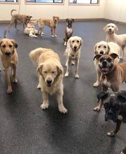 Fido Fido Dog Daycare & Boarding image 5