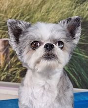 Hundesalon Farah Bild 13