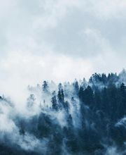 Forest Expert Solutions image 2