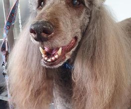 Cani Salon image 18