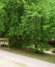 FriedWald Rümmingen Bild 10