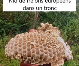 Protec Nuisibles image 8