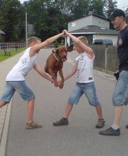 Hundeschule HundZunft Bild 1