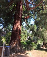 Baumkrone René Hannak Bild 8