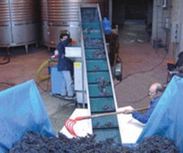 pago-larrea-procesamiento-uvas-05.jpg