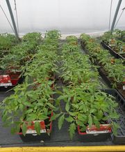 BJL Potager image 18