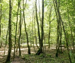 FriedWald Litermont Bild 6