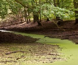 Durch den FriedWald Schönebeck zieht sich ein Elbarm.