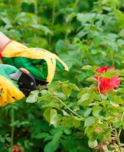 373348--jardineria-casanova-jardinero-cortando-plantas.jpg