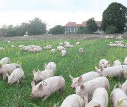La Ferme En Croix Bild 4