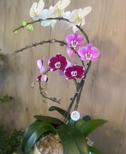 Les Fleurs de Cuers image 2